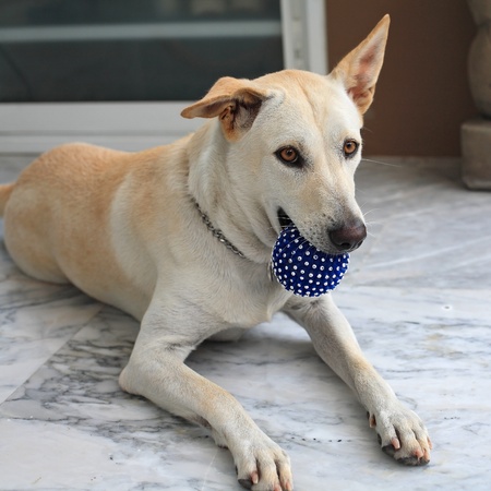 Adorable dog holding blue ball by its mouthの写真素材