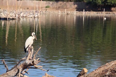Egret standing on twig near the pondの写真素材