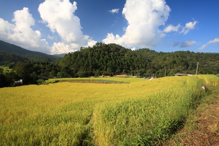 Ripe terrace rice field against blye sky in Chaing Mai, Thailandの写真素材