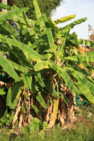 banana farmの写真素材