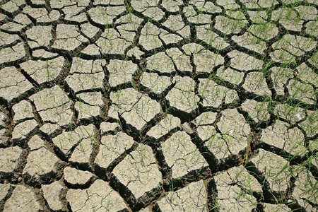 Dried cracked mud with alive grassの写真素材