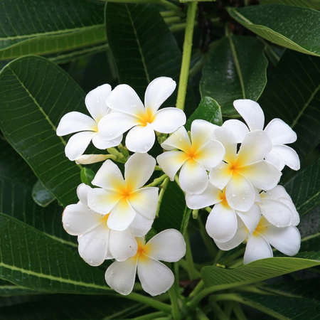 White and yellow frangipani flowers and leaves with dewの写真素材