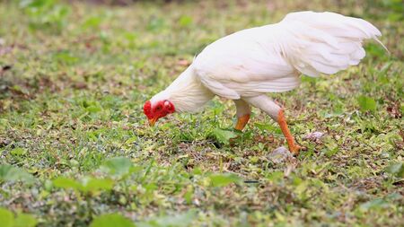  white chicken looking for food on an grasslandの写真素材