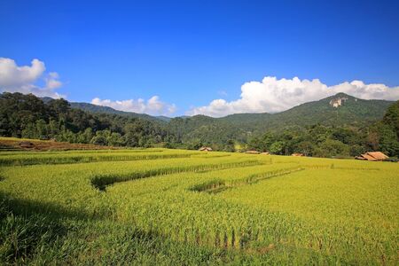 Terraced ripe rice field against blue sky at Mae Klang Luang in Chiang Mai, Thailandの写真素材