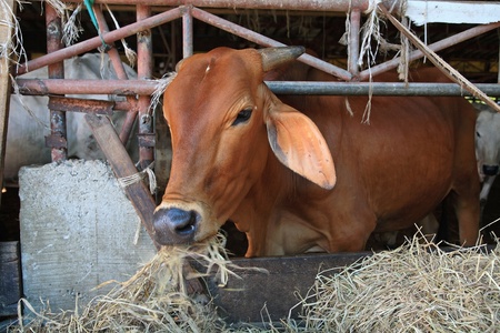 Brown cow chewing hay at cattle penの写真素材