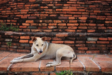 Thai dog sitting near brick wall in the templeの写真素材