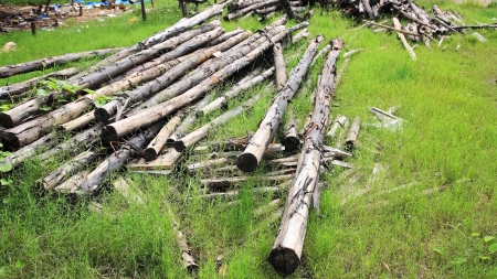 Stack of wooden pine logs in green grassの写真素材