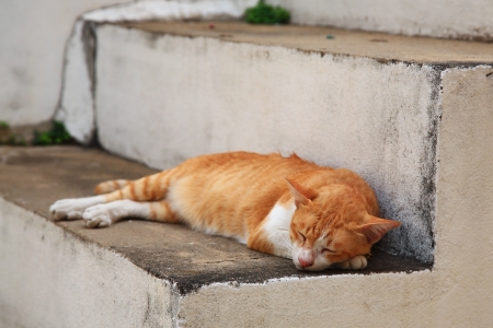 Yellow cat sleeping on stairの写真素材