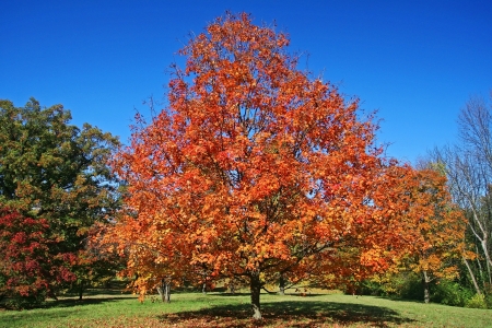 Colorful autumn leaves at Botanic garden in Chicago, USの写真素材