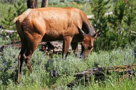 Wild mule Deer eating grass at Rocky mountain national park, Coloradoの写真素材