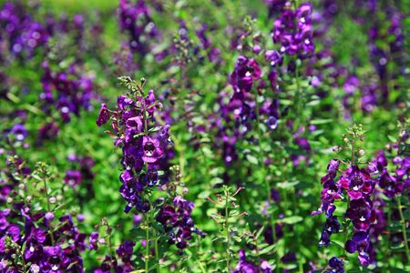purple lavender  flower meadowの写真素材