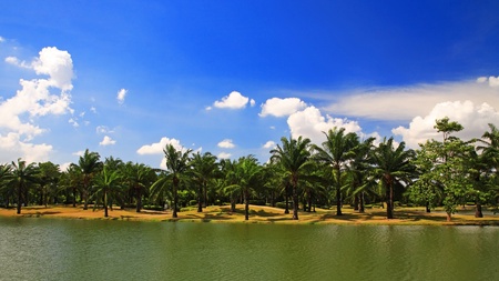 Palm trees near the pond at golf course in Thailandの写真素材