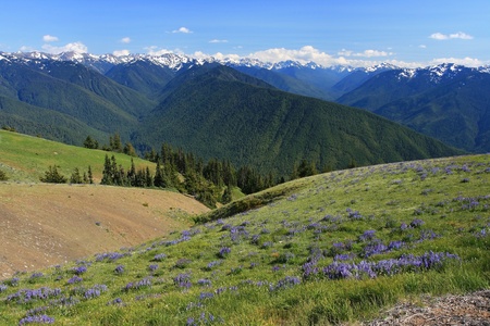 Hurricane Ridge of National Park in Washington, USA の写真素材