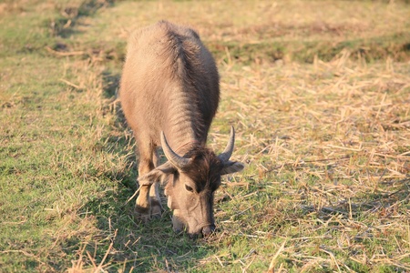 water buffalo eating grass in field の写真素材