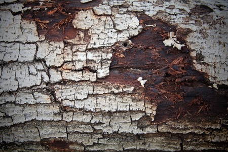 Old cracked bark texture の写真素材