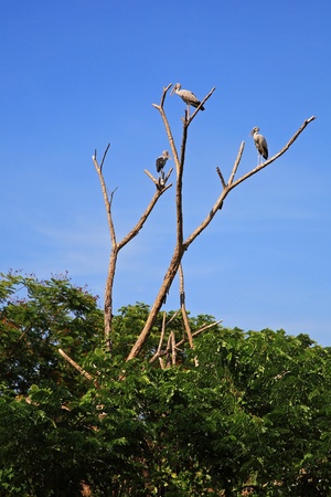 herons or egrets standing on tree against blue skyの写真素材