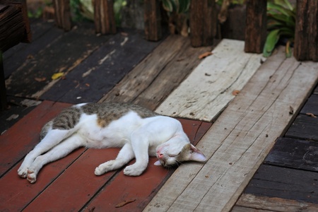 Adorable Cat Sleeping on wooden floorの写真素材