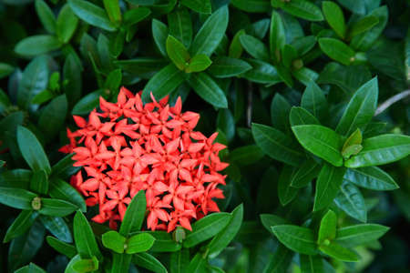 Red Ixora flowers with green leavesの写真素材