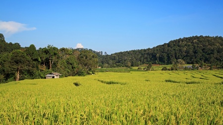 Green Terrace rice fields in Mae Klang Luang, Chaing Mai, Thailandの写真素材