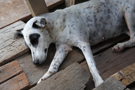 Homeless stray dog sleeping on the wooden groundの写真素材