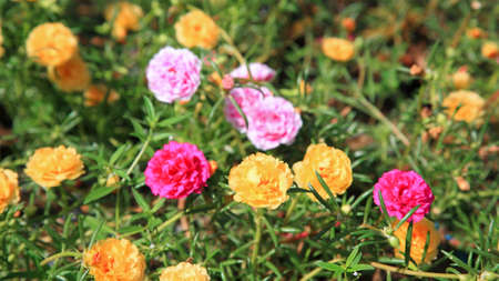 Colorful Thai flower named Sao Chiang Maiの写真素材