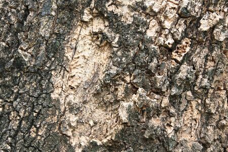 Closeup texture of aged tree barkの写真素材