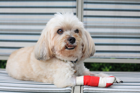 Injured Shih Tzu wrapped by red bandage on front legの写真素材