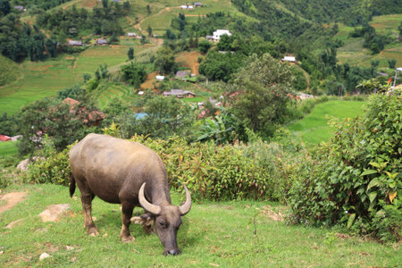 Buffalo on the cliff at Cat Cat village in Sapa , Vietnam