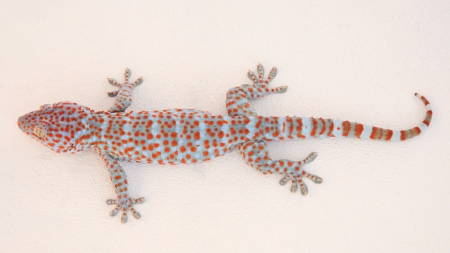 Gekko or gecko attacked on white wallの写真素材