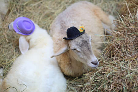 Sheep with decorated hats on strawの写真素材