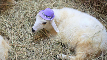 Sheep with purple hat on strawの写真素材