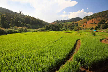 Terrace harvest rice fields in Mae chaem, Chaing Mai, Thailandの写真素材