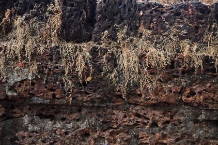 Old laterite stone brick wall with dry climbing plantの写真素材
