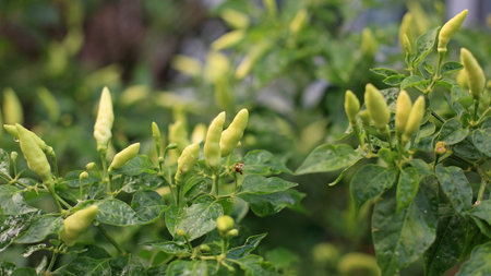 green peppers and green leaf on tree
