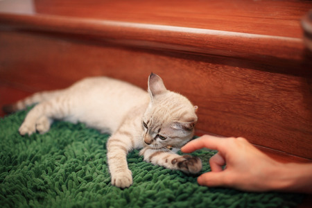 Resting Cat teasted by human fingersの写真素材
