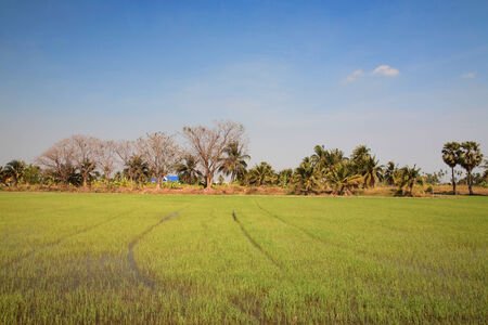 Rice farm against blue sky in Thai ruralの写真素材