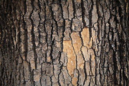 Closeup background of Tree bark texture