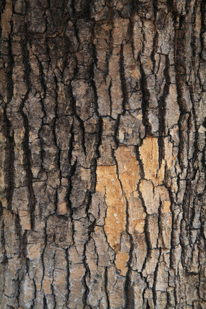 Cracked and rough tree bark textureの写真素材