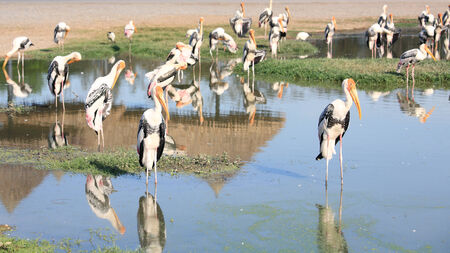 herons or egrets standing on the lakeの写真素材