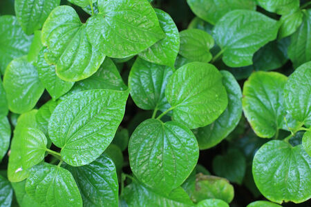 Dew droplets on green leaves  Texture backgroundの写真素材