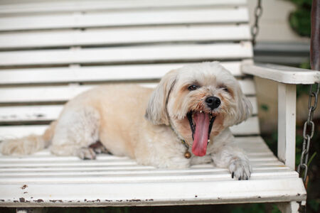 Shih Tzu dog yawning at the swingの写真素材