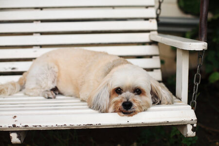Shih Tzu puppy lying and resting on chairの写真素材