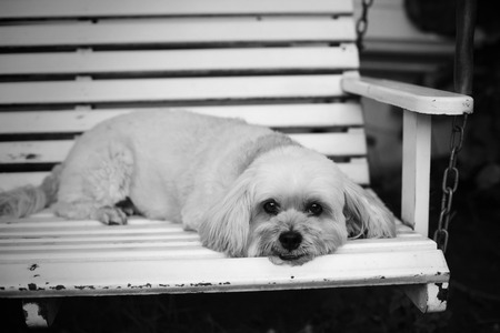 Black and white  Shih Tzu puppy lying and resting on chairの写真素材