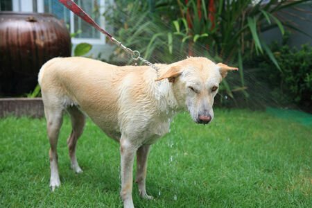 Spraying water to shower cream dog at the yardの写真素材