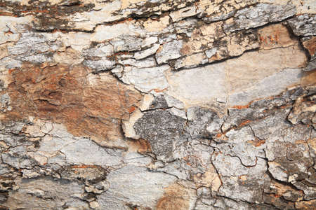 texture of grunge tree barkの写真素材