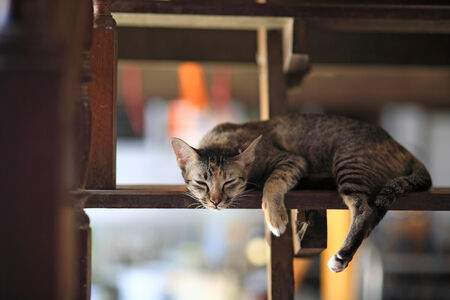 Striped cat sleeping or dreaming on wooden stairの写真素材