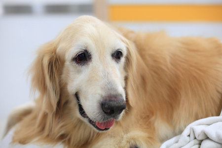 Portrait of golden retriever dogの写真素材