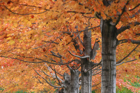 Vibrant Color leaves on trees at golden Autumn in Chicagoの写真素材