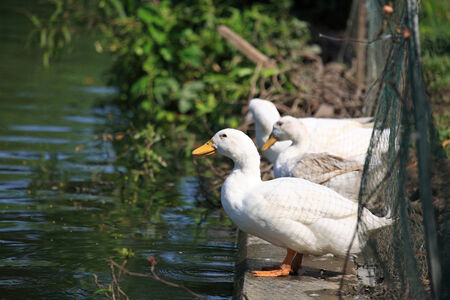 White ducks standing near the pond at farmの写真素材