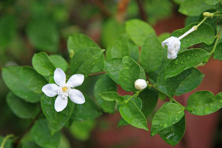 White Jasmine Flower with raindrops in the gardenの写真素材